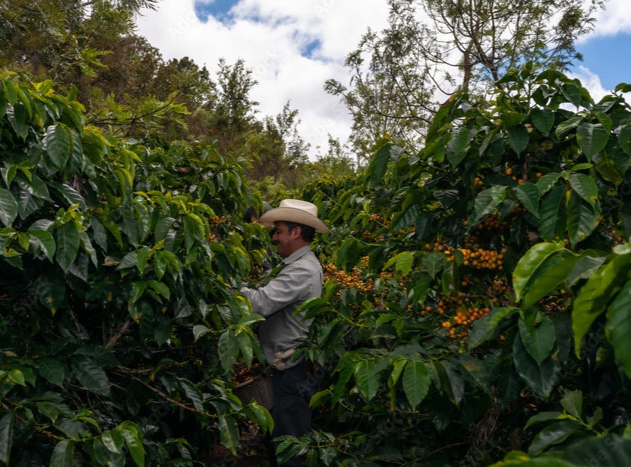 Guatemala Patzun Coffee - Central America