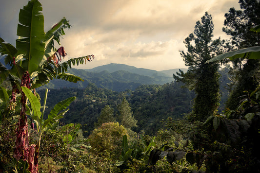 Jamaican Olympus Mountain - Caribbean