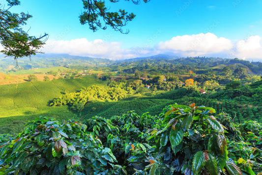 Colombian Cosmic Boom - South America