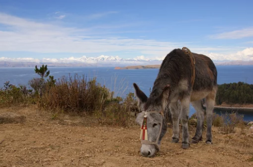 Bolivia Olympus Mountain - South America